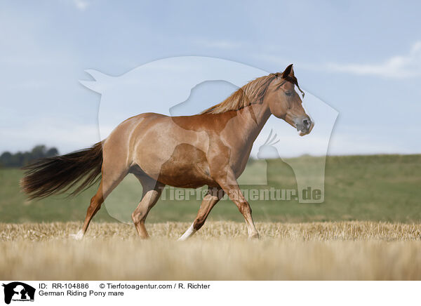 German Riding Pony mare / RR-104886