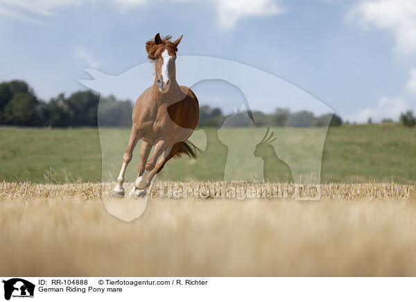German Riding Pony mare / RR-104888
