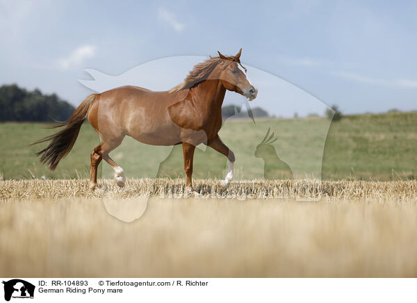 German Riding Pony mare / RR-104893