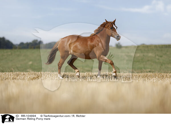 German Riding Pony mare / RR-104894