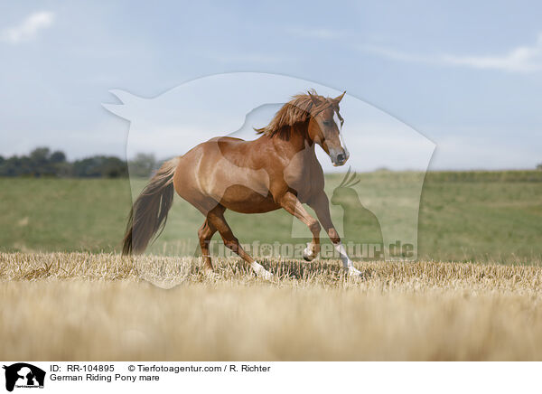 German Riding Pony mare / RR-104895