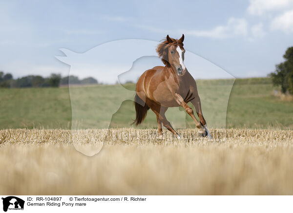 German Riding Pony mare / RR-104897