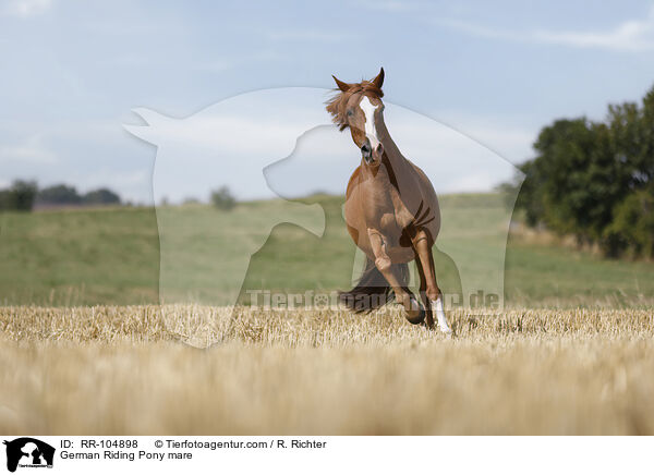 German Riding Pony mare / RR-104898