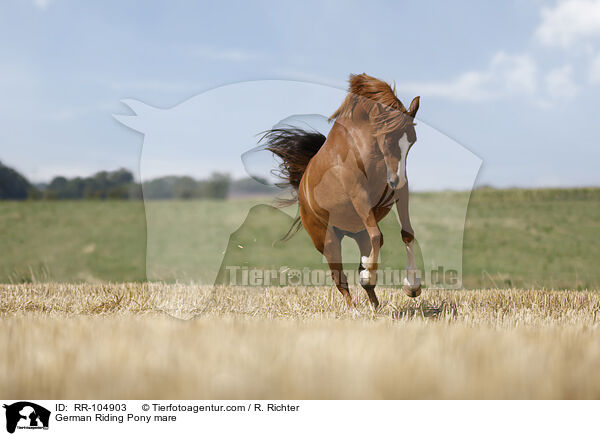 German Riding Pony mare / RR-104903