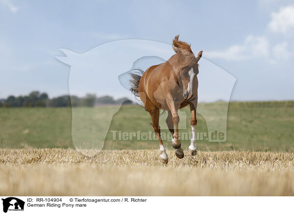 German Riding Pony mare / RR-104904