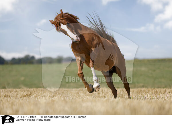 German Riding Pony mare / RR-104905