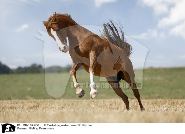 German Riding Pony mare / RR-104906