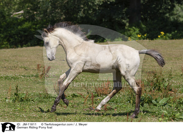 Deutsches Reitpony Fohlen / German Riding Pony foal / JM-11811