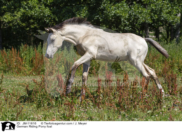German Riding Pony foal / JM-11816