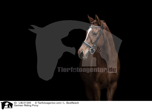 German Riding Pony / LIB-01395