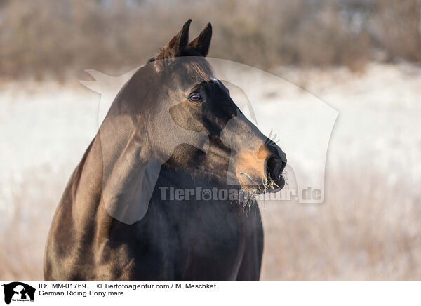 German Riding Pony mare / MM-01769