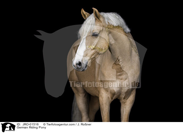 German Riding Pony / JRO-01516