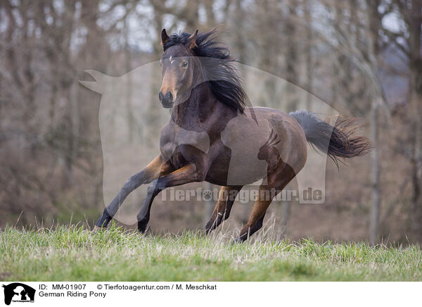 German Riding Pony / MM-01907