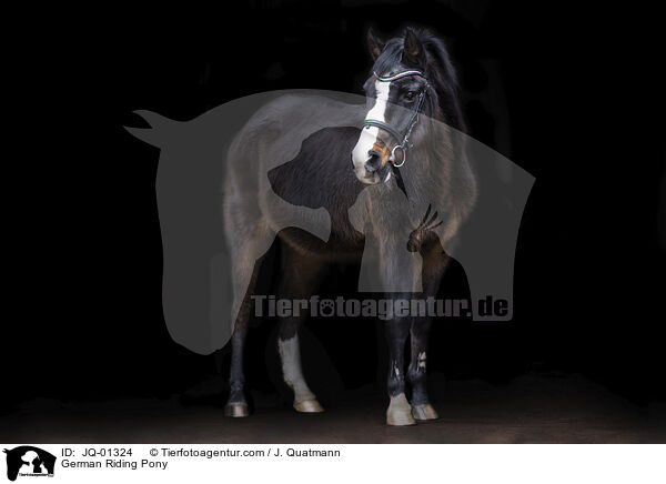 German Riding Pony / JQ-01324