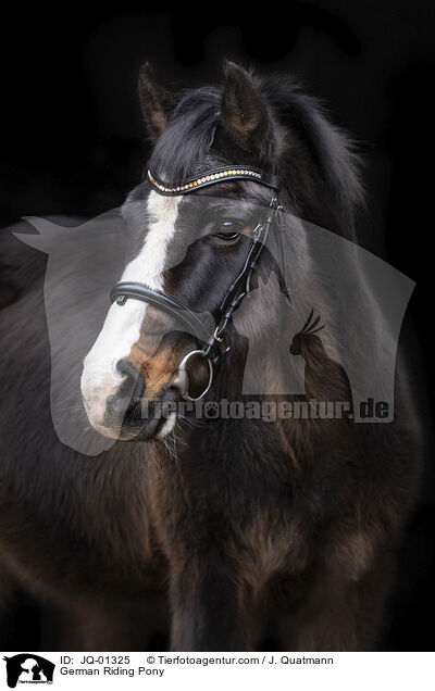 German Riding Pony / JQ-01325