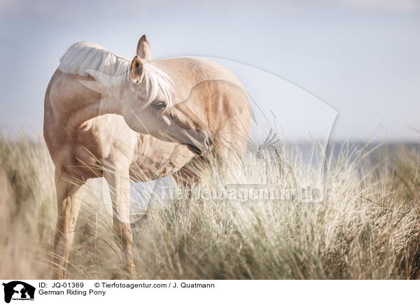 German Riding Pony / JQ-01369