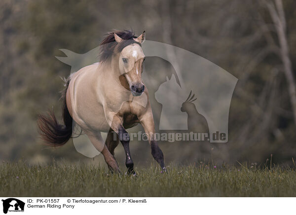 German Riding Pony / PK-01557