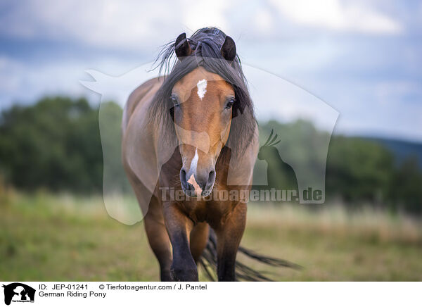 Deutsches Reitpony / German Riding Pony / JEP-01241