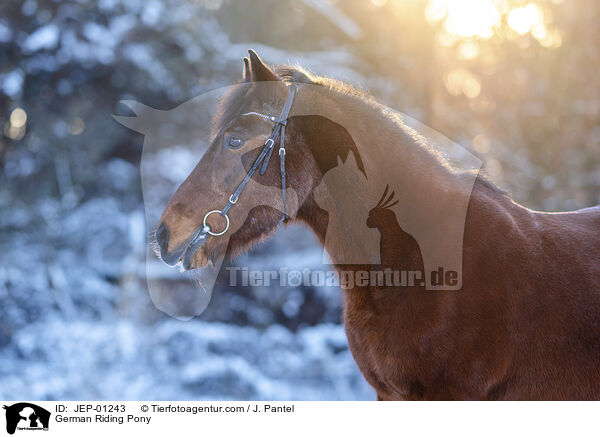 Deutsches Reitpony / German Riding Pony / JEP-01243