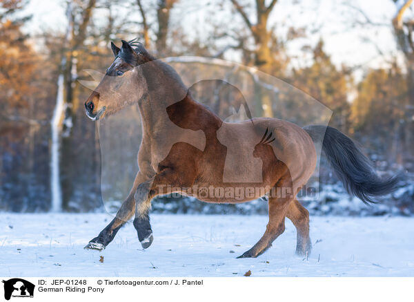 Deutsches Reitpony / German Riding Pony / JEP-01248