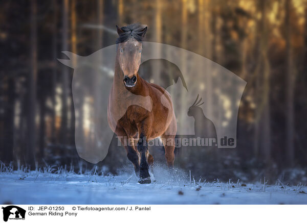 Deutsches Reitpony / German Riding Pony / JEP-01250