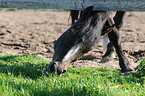 grazing horse