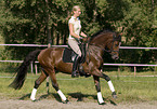 pony stallion under saddle