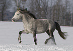 trotting pony