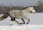 galloping pony