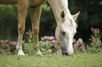 grazing Pony