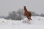 trotting pony