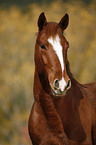 pony portrait