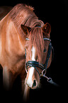 German Riding Pony Portrait