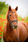 German Riding Pony Portrait