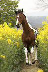 galloping German Riding Pony