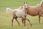 German Riding Pony