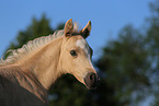 German Riding Pony Foal