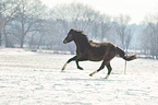 German riding pony in the snow