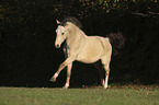 galloping German Riding Pony