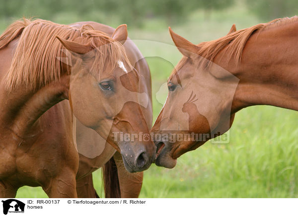 Pferde bei der Begrung / horses / RR-00137