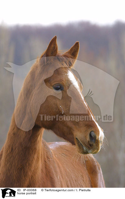 horse portrait / IP-00068