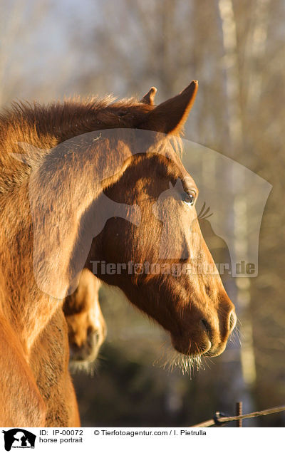 Edles Schsisches Warmblut Portrait / horse portrait / IP-00072