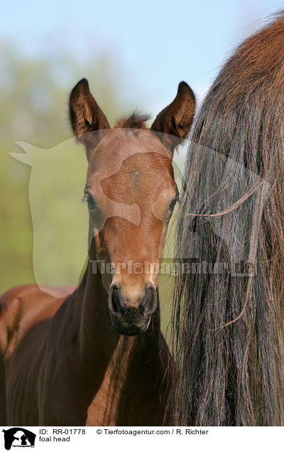 Fohlen Portrait / foal head / RR-01778