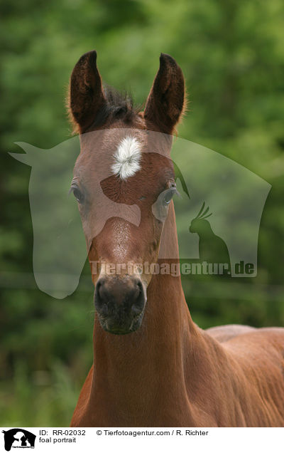 foal portrait / RR-02032