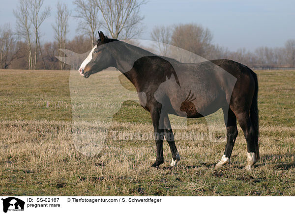 tragende Stute / pregnant mare / SS-02167