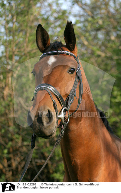 Brandenburgian horse portrait / SS-02292