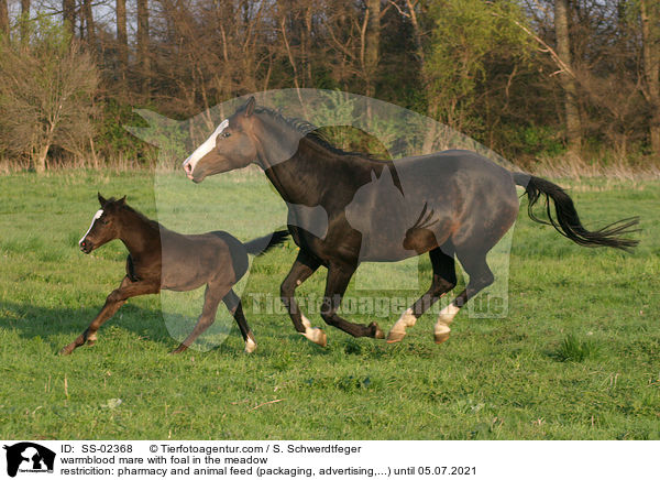 warmblood mare with foal in the meadow / SS-02368