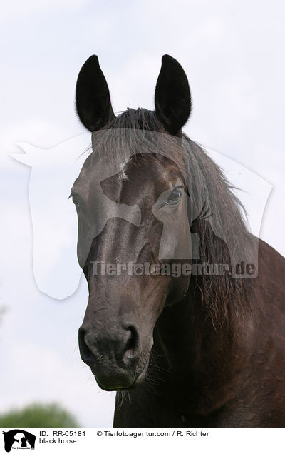 black horse / RR-05181