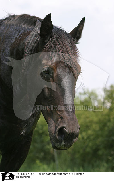 Schweres Warmblut / black horse / RR-05184