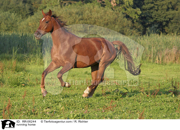 running horse / RR-06244